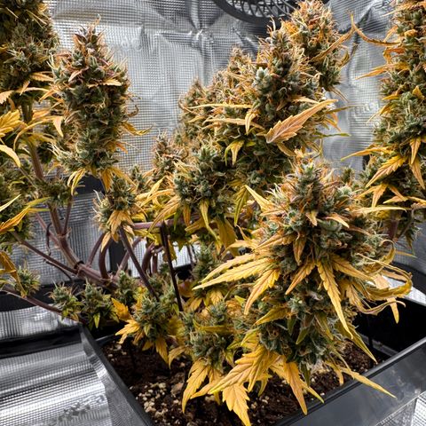 Cookies Gelato Auto #1 -41,5g growlog photo: 23:54