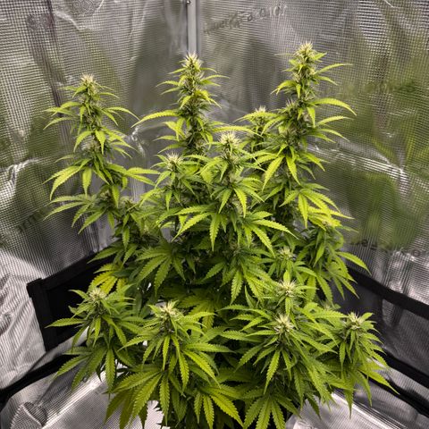 Fat Banana Auto #1 -89g growlog photo: 23:58
