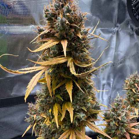 Cookies Gelato Auto #1 -41,5g growlog photo: 23:54