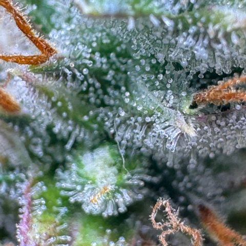 Cookies Gelato Auto #1 -41,5g growlog photo: 23:08