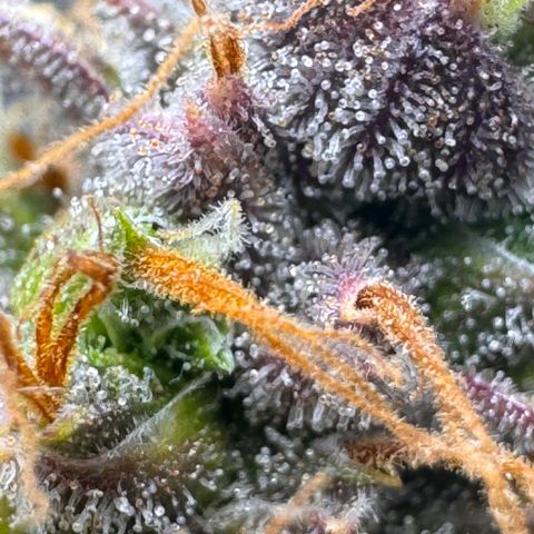 Cookies Gelato Auto #1 -41,5g growlog photo: 23:08