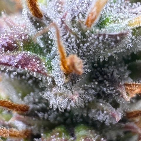 Cookies Gelato Auto #1 -41,5g growlog photo: 23:08
