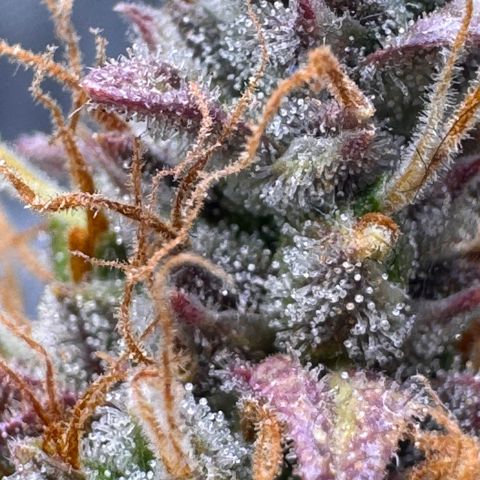 Cookies Gelato Auto #1 -41,5g growlog photo: 23:08
