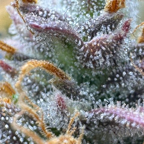 Cookies Gelato Auto #1 -41,5g growlog photo: 23:08