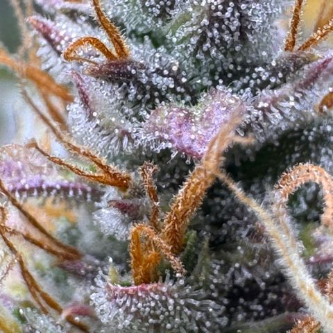 Cookies Gelato Auto #1 -41,5g growlog photo: 23:08