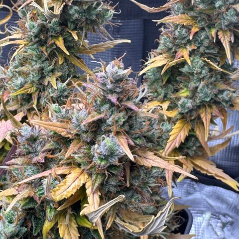 Cookies Gelato Auto #1 -41,5g growlog photo: 23:08