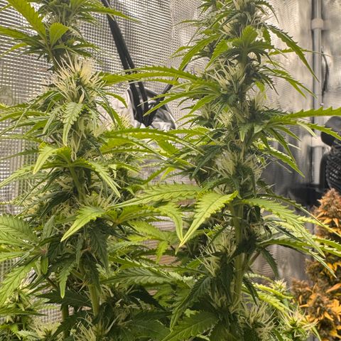 Fat Banana Auto #1 -89g growlog photo: 23:49