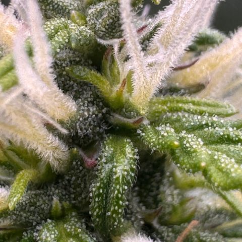 Fat Banana Auto #1 -89g growlog photo: 23:49