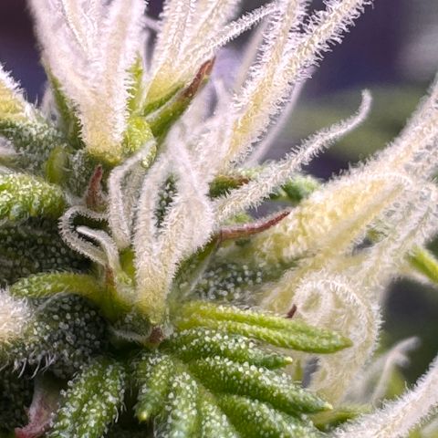 Fat Banana Auto #1 -89g growlog photo: 23:49