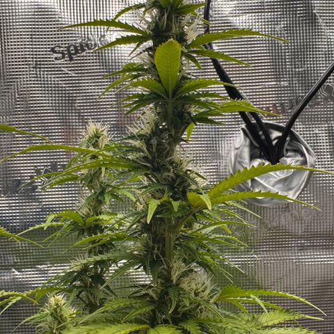 Fat Banana Auto #1 -89g growlog photo: 23:49