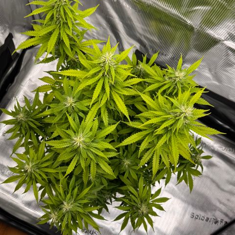 Fat Banana Auto #1 -89g growlog photo: 23:49