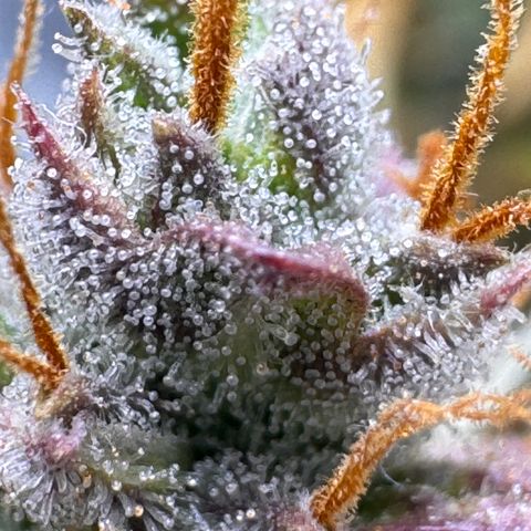 Cookies Gelato Auto #1 -41,5g growlog photo: 23:08