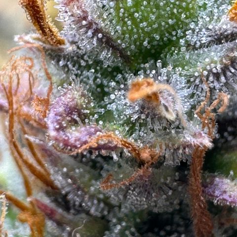 Cookies Gelato Auto #1 -41,5g growlog photo: 23:08