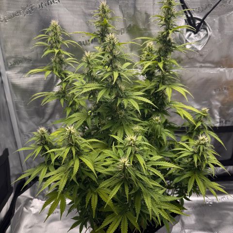 Fat Banana Auto #1 -89g growlog photo: 23:49