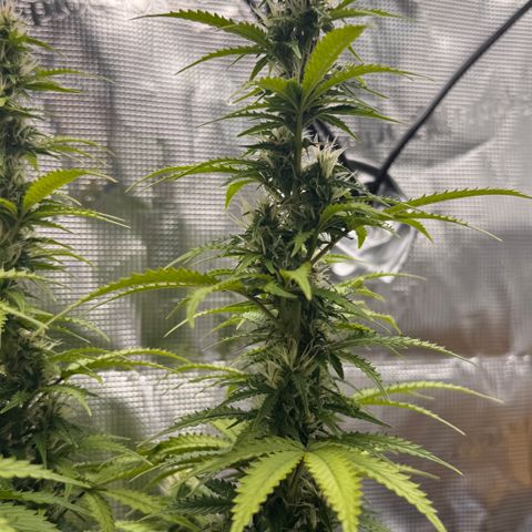 Fat Banana Auto #1 -89g growlog photo: 23:49