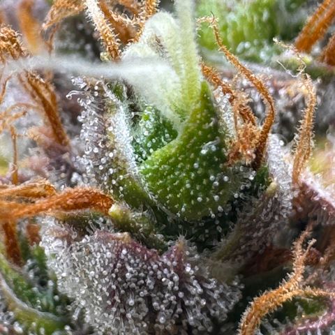 Cookies Gelato Auto #1 -41,5g growlog photo: 23:08