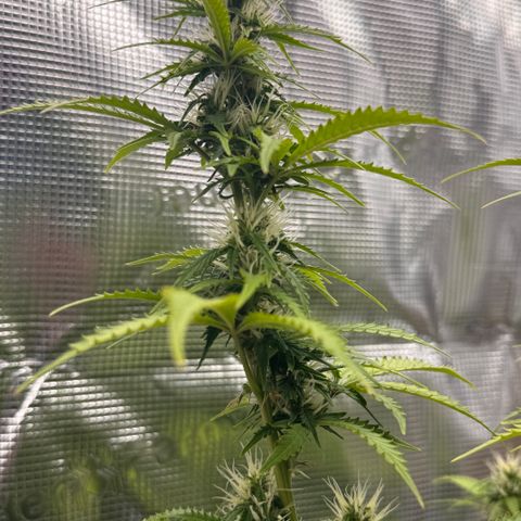 Fat Banana Auto #1 -89g growlog photo: 23:49