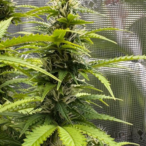 Fat Banana Auto #1 -89g growlog photo: 23:32
