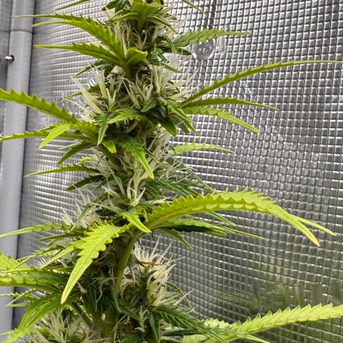 Fat Banana Auto #1 -89g growlog photo: 23:32