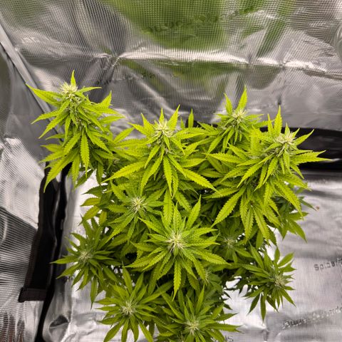 Fat Banana Auto #1 -89g growlog photo: 23:32