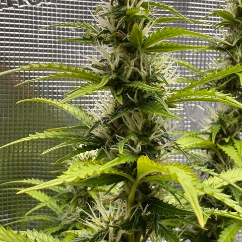 Fat Banana Auto #1 -89g growlog photo: 23:32