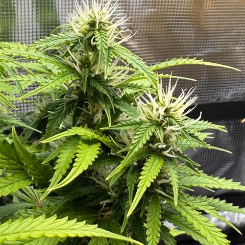 Fat Banana Auto #1 -89g growlog photo: 23:32
