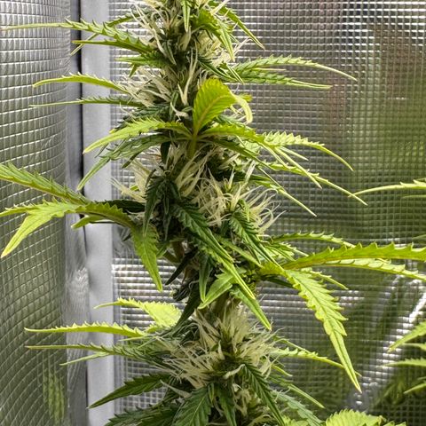 Fat Banana Auto #1 -89g growlog photo: 23:32