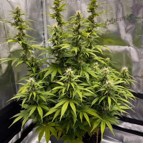Fat Banana Auto #1 -89g growlog photo: 23:32