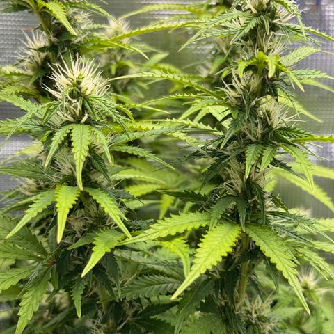 Fat Banana Auto #1 -89g growlog photo: 23:32
