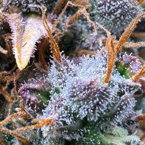 Cookies Gelato Auto #1 -41,5g growlog photo: 23:25