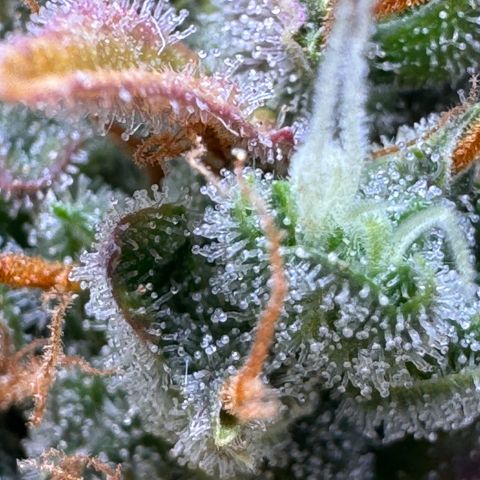 Cookies Gelato Auto #1 -41,5g growlog photo: 23:25