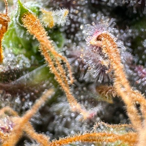 Cookies Gelato Auto #1 -41,5g growlog photo: 23:25