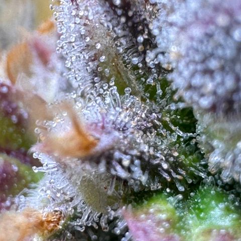 Cookies Gelato Auto #1 -41,5g growlog photo: 23:25