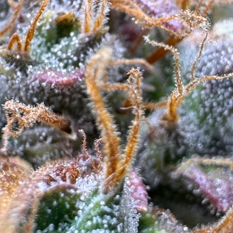 Cookies Gelato Auto #1 -41,5g growlog photo: 23:25