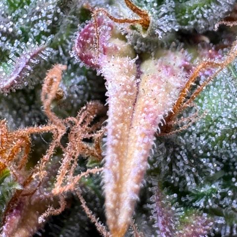 Cookies Gelato Auto #1 -41,5g growlog photo: 23:25
