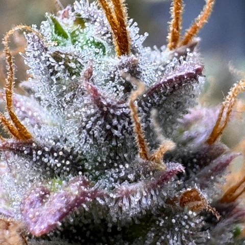 Cookies Gelato Auto #1 -41,5g growlog photo: 23:25