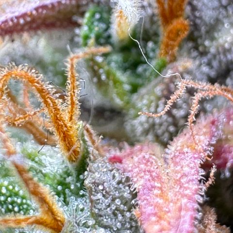 Cookies Gelato Auto #1 -41,5g growlog photo: 23:25