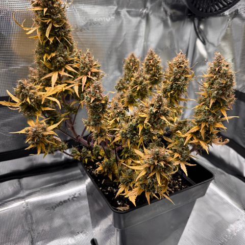Cookies Gelato Auto #1 -41,5g growlog photo: 23:25