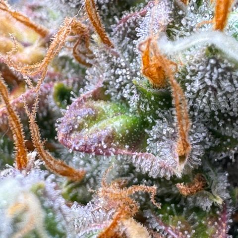 Cookies Gelato Auto #1 -41,5g growlog photo: 23:25