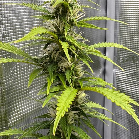 Fat Banana Auto #1 -89g growlog photo: 23:41