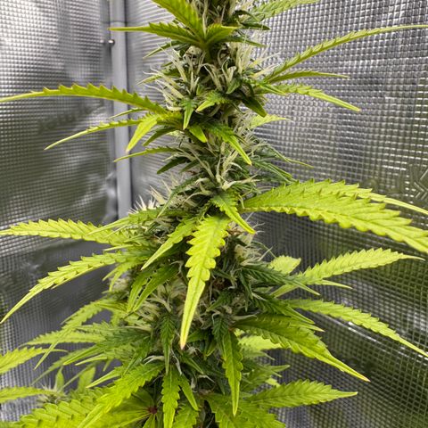 Fat Banana Auto #1 -89g growlog photo: 23:41
