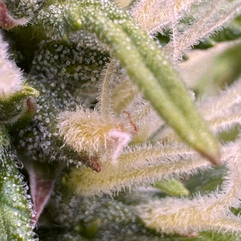 Fat Banana Auto #1 -89g growlog photo: 23:41