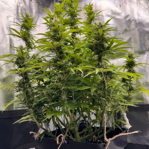 Fat Banana Auto #1 -89g growlog photo: 23:41