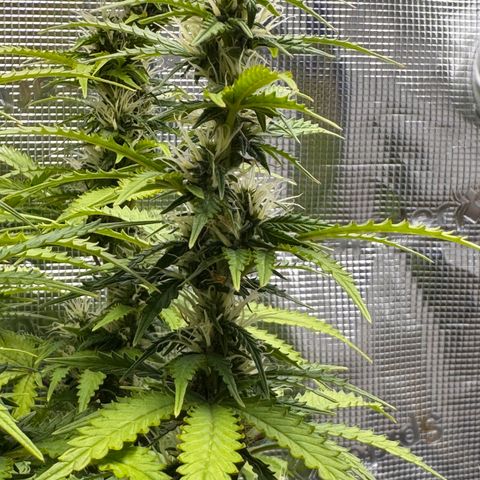 Fat Banana Auto #1 -89g growlog photo: 23:41