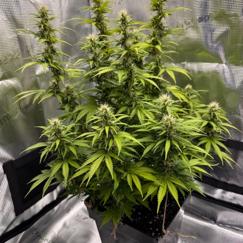 Fat Banana Auto #1 -89g growlog photo: 23:41