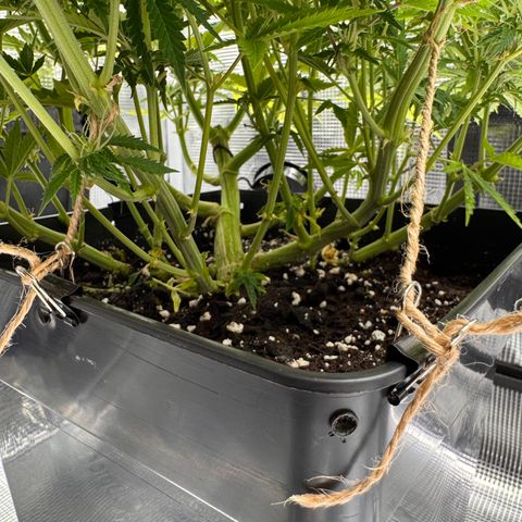 Fat Banana Auto #1 -89g growlog photo: 23:41
