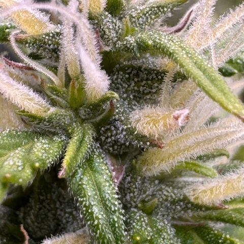 Fat Banana Auto #1 -89g growlog photo: 23:41