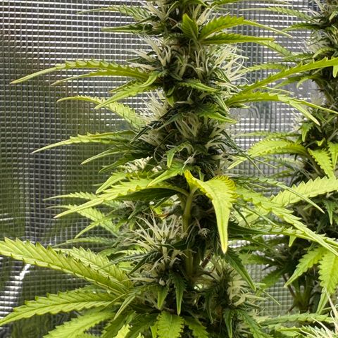 Fat Banana Auto #1 -89g growlog photo: 23:41