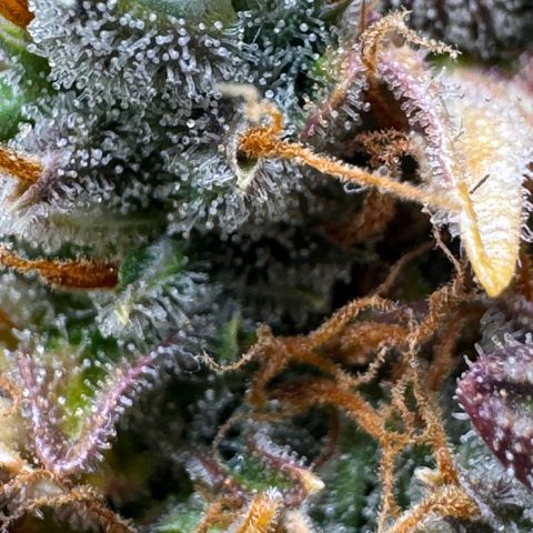Cookies Gelato Auto #1 -41,5g growlog photo: 23:18