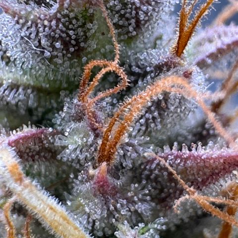 Cookies Gelato Auto #1 -41,5g growlog photo: 23:18